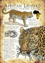 African Leopard Poster