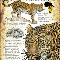 African Leopard Poster