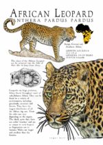 African Leopard poster