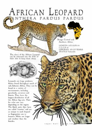 African Leopard poster