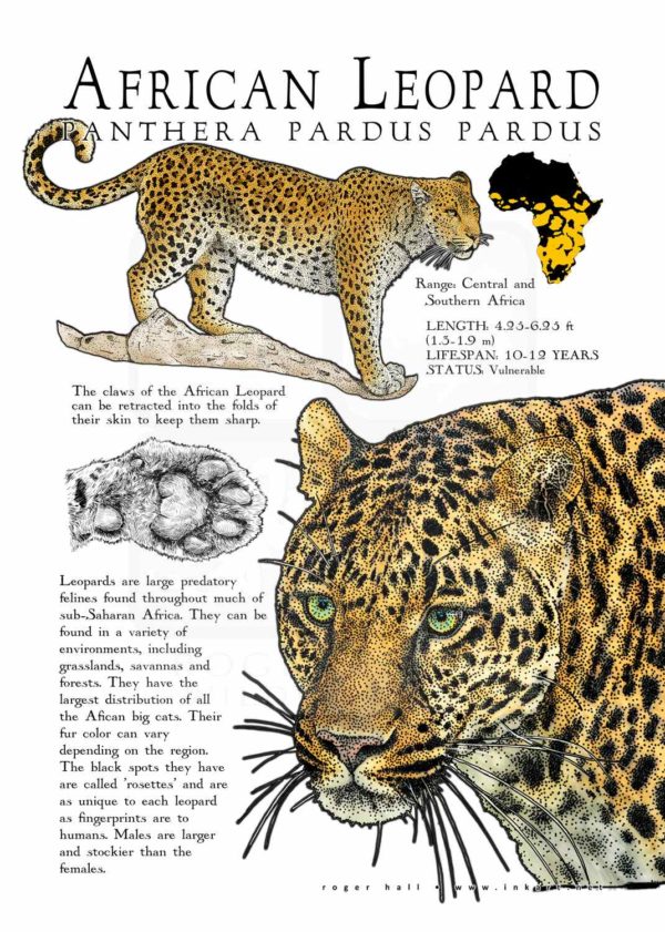 African Leopard poster