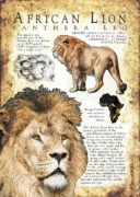 African Lion Poster
