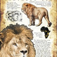 African Lion Poster
