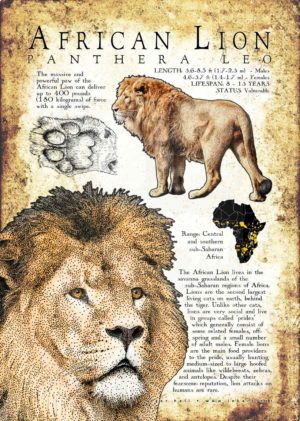 African Lion Poster