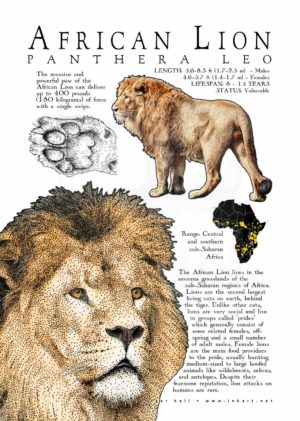 African Lion Poster