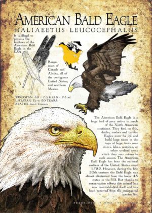 American Bald Eagle poster