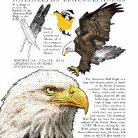 American Bald Eagle poster