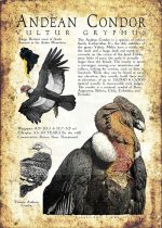 Andean Condor Poster
