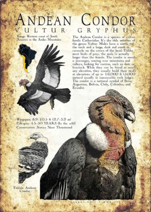 Andean Condor Poster