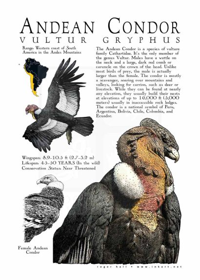Andean Condor