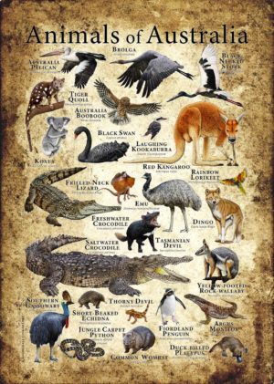 Animals of Australia