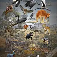 Animals of Australia poster