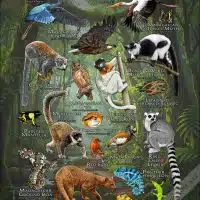 Animals of Madagascar poster