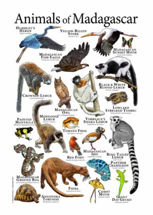 Animals of Madagascar poster