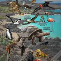 Animals of the Galapagos poster