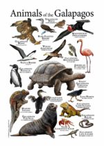 Animals of the Galapagos