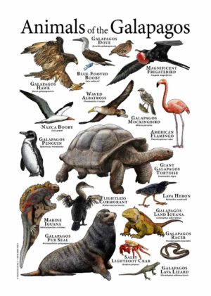Animals of the Galapagos
