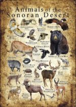 Animals of the Sonoran Desert