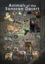 Animals of the Sonoran Desert