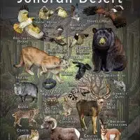 Animals of the Sonoran Desert