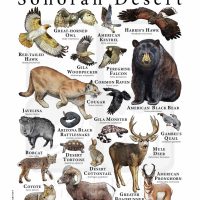 Wildlife of the Sonoran Desert