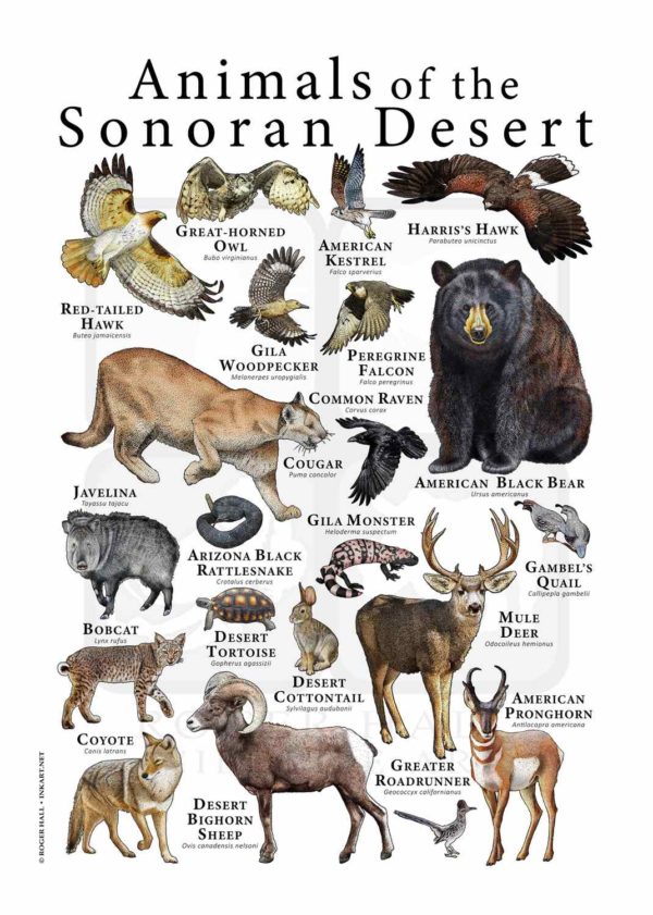 Wildlife of the Sonoran Desert