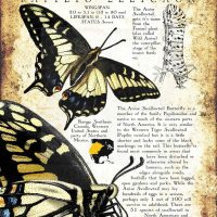 Anise Swallowtail Butterfly Poster