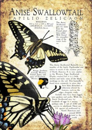 Anise Swallowtail Butterfly Poster