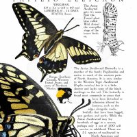 Anise Swallowtail Butterfly