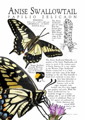 Anise Swallowtail Butterfly