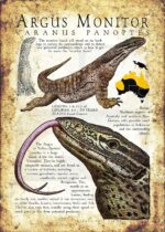 Argus Monitor Lizard Poster