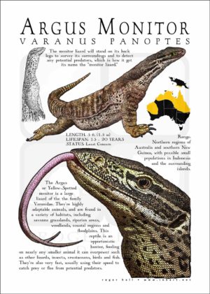 Argus Monitor Lizard Poster