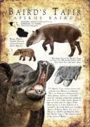Baird's Tapir poster