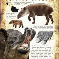 Baird's Tapir poster