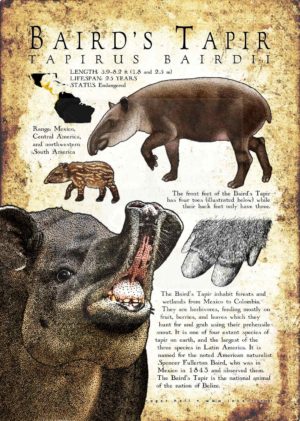 Baird's Tapir poster