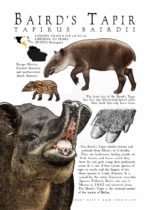 Baird's Tapir Poster