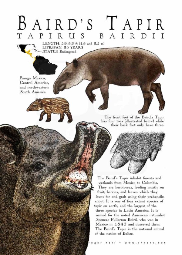 Baird's Tapir Poster