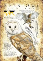 Barn Owl Poster