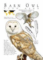 Barn Owl poster