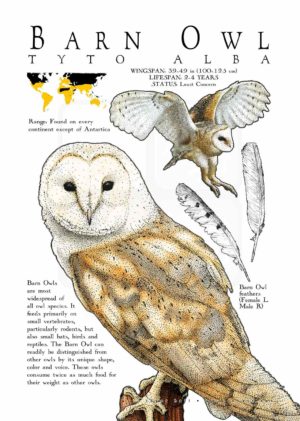 Barn Owl poster