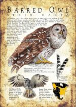 Barred Owl Poster