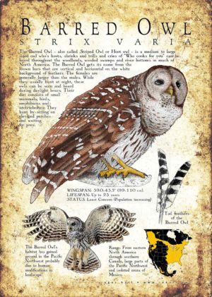 Barred Owl Poster