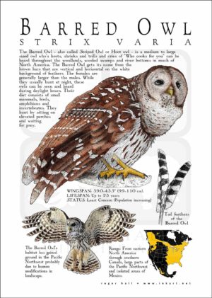 Barred Owl Poster