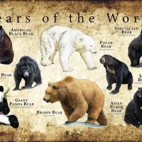 Bears of the World