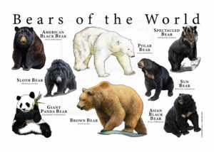 bears of the world