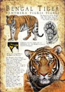 Bengal Tiger Poster