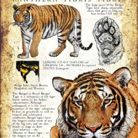 Bengal Tiger Poster