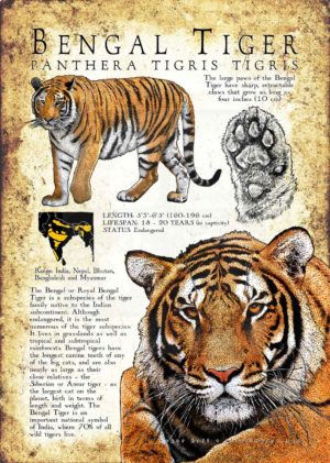 Bengal Tiger Poster