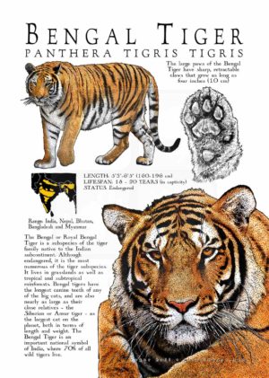 Bengal Tiger poster