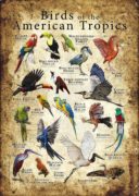 Birds of the American Tropics